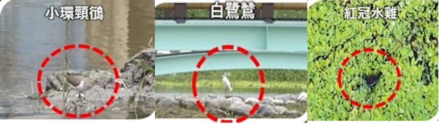 環境變好鳥群回來了