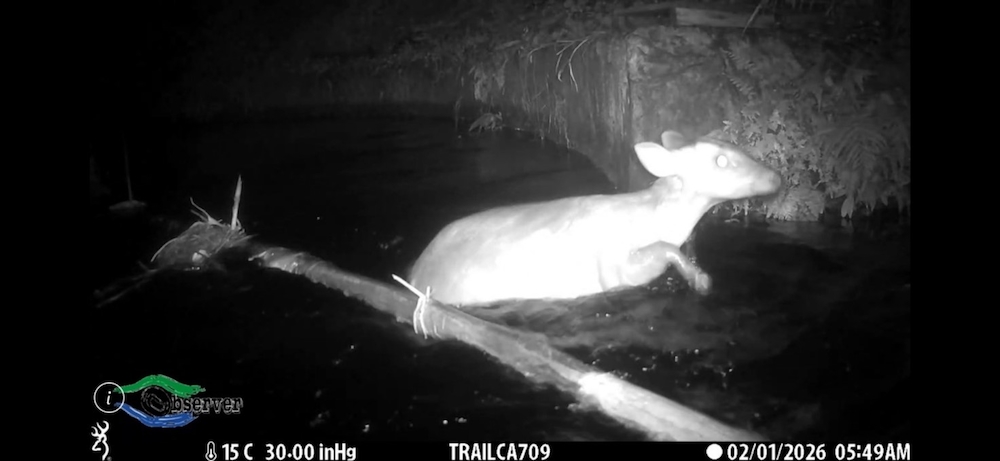 【山羌跌落吉安圳後循逃生通道順利離開】