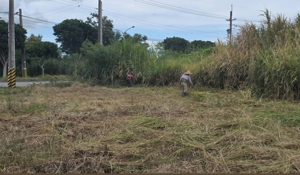 豐田圳沉砂池園區伐草