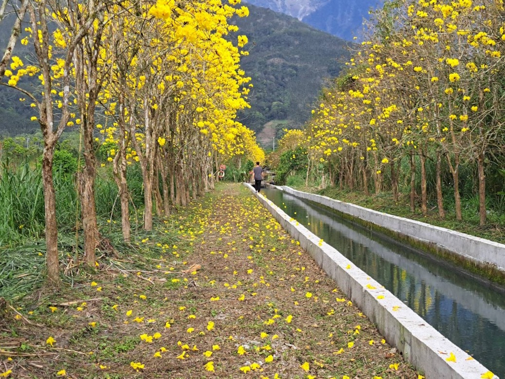黃花風鈴木隧道