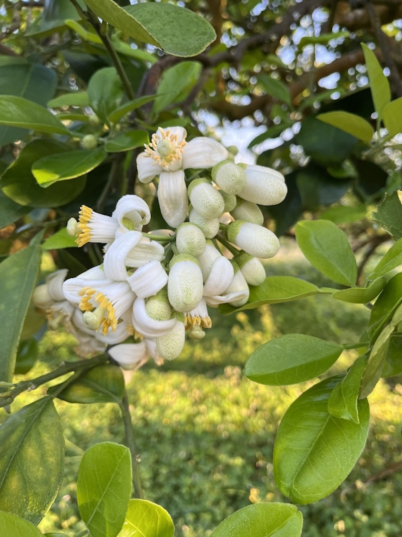 路途上柚子樹開滿朵朵花，陣陣花香撲鼻而來