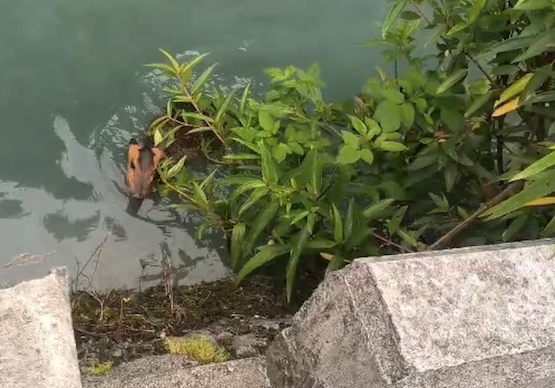 巡視水圳發現落難小山羌