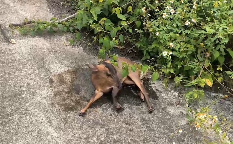 救上岸後的小山羌虛弱癱倒