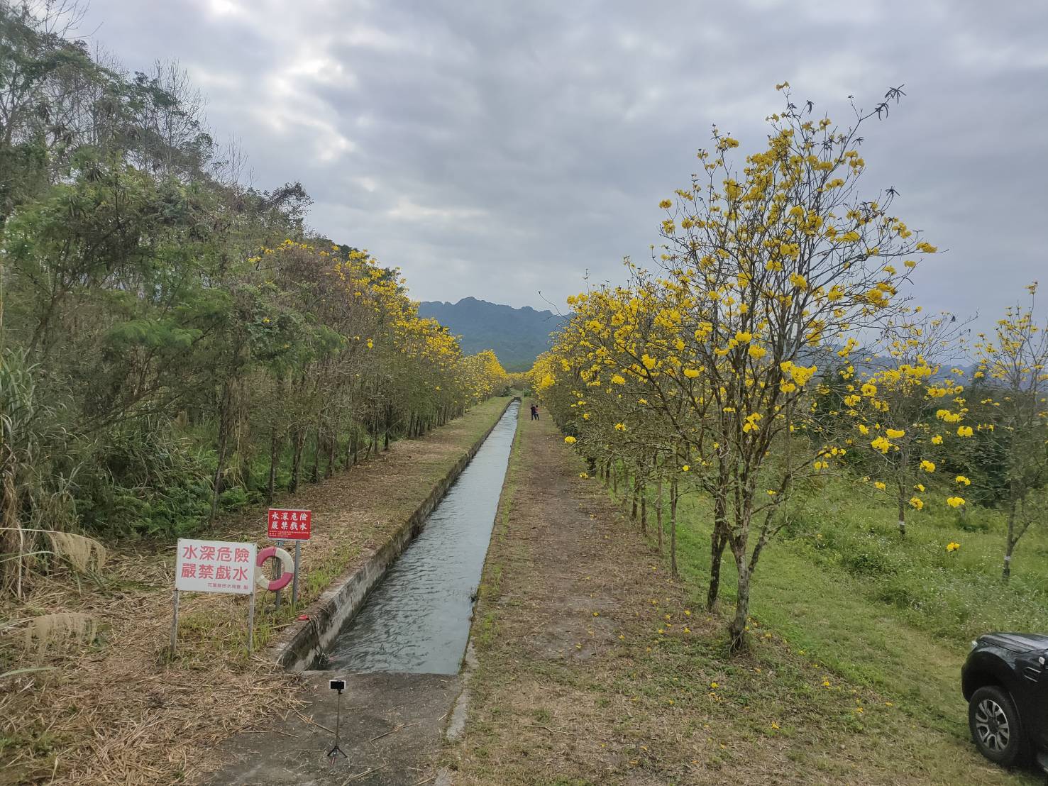 黃花風鈴木花滿開了1